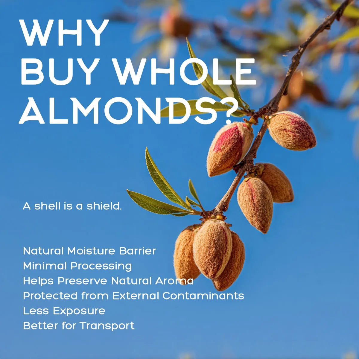 Whole Almonds